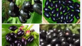 জামের উপকারিতা: