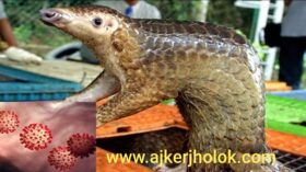 করোনাভাইরাসের মতো মহামারী ভবিষ্যতে আরো হবে সঙ্কা বিজ্ঞানীদের।